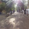 Strada alberata con case e roulotte ai lati.