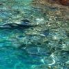 Mare limpido con riflessi azzurri, verdi e marroni vicino alla costa.