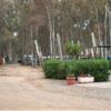 Strada sterrata fiancheggiata da alberi e cespugli in un ambiente rurale.