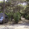 Furgone da campeggio in una pineta.