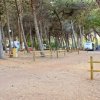 Piazzola per camper in pineta con alberi.