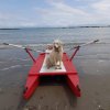 Cane seduto su un pedalò rosso in spiaggia.