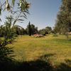 Prato verde con alberi e un cespuglio fiorito al centro.