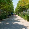 Viale alberato soleggiato con persone e piante lungo i lati.