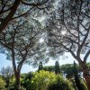 Alberi con rami ampi contro il cielo.