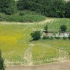 Ampio campo di girasoli con alberi sullo sfondo.