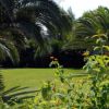 Giardino con palme e fiori arancioni.