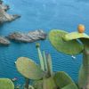 Pianta di fico d'India vista dall'alto con mare blu e scogli sullo sfondo.