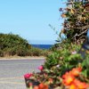 Strada vicino al mare con piante sulle rive.