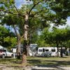 Camping Dal Pino - Marina di Massa - Toscana