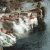 Persone rilassate in vasche termali naturali vicino a un lago.