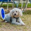 Cane bianco disteso su erba accanto a un carrello.